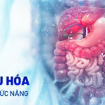 Hệ tiêu hóa và quá trình tiêu hóa thức ăn