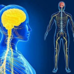 Mô tả cấu trúc não bộ và tủy sống, hai thành phần chính của hệ thần kinh trung ương, nhấn mạnh tầm quan trọng của chúng trong việc điều khiển và phối hợp các hoạt động của cơ thể.