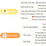 Sơ đồ cấu trúc nhiều tầng của rừng mưa nhiệt đới, thể hiện sự phân bố của thực vật từ tầng cao đến tầng thấp.
