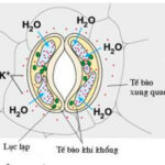 Tế bào khí khổng no nước và cơ chế mở khí khổng