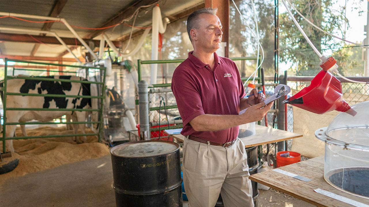 Bò Holstein được đo khí thải tại UC Davis