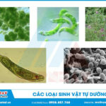 Các loại sinh vật tự dưỡng trong tự nhiên