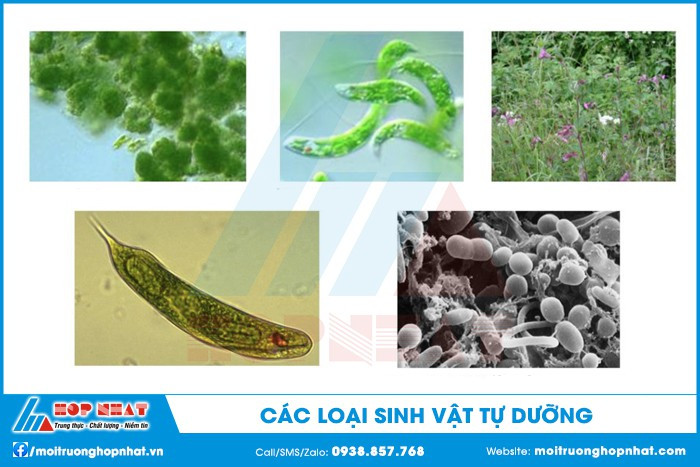 Các loại sinh vật tự dưỡng trong tự nhiên