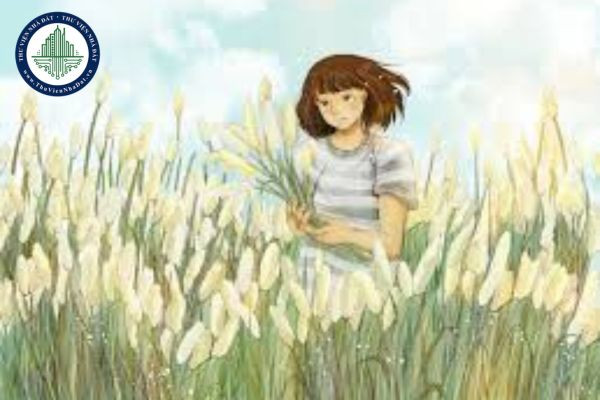 Cận cảnh hoa cỏ may, loài cây nhỏ bé nhưng dai dẳng, gắn liền với ký ức tuổi thơ và tình yêu