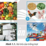 Cánh đồng lúa chín vàng ươm, biểu tượng của nền nông nghiệp Việt Nam, cung cấp nguồn lương thực dồi dào cho cả nước.