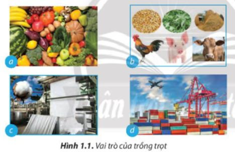 Cánh đồng lúa chín vàng ươm, biểu tượng của nền nông nghiệp Việt Nam, cung cấp nguồn lương thực dồi dào cho cả nước.