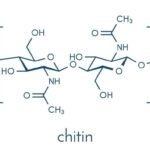 Cấu trúc phân tử của chitin, loại đường tạo nên vỏ tôm cua
