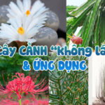 Cây thiền trúc tạo thành hàng rào xanh mướt, mang đến không gian sống động cho khu vườn