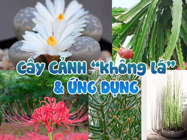 Cây thiền trúc tạo thành hàng rào xanh mướt, mang đến không gian sống động cho khu vườn