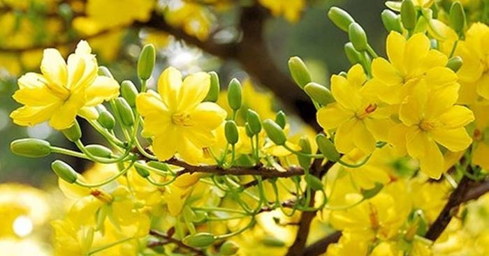 Dàn Ý Phân Tích Mùa Xuân Chín: Tuyệt Tác Bất Hủ Của Hàn Mặc Tử
