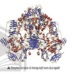 Enzyme lactase xúc tác quá trình chuyển hóa lactose thành glucose và galactose.