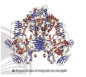 Enzyme lactase xúc tác quá trình chuyển hóa lactose thành glucose và galactose.