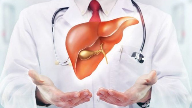 Gan đảm nhiệm vai trò quan trọng trong hoạt động cân bằng nội môi của cơ thể