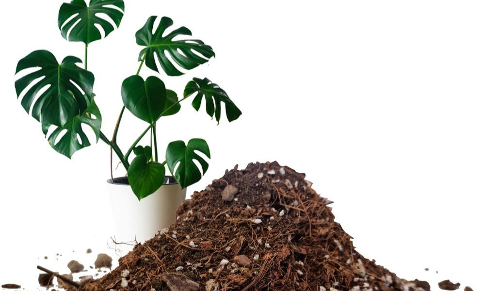 Giá thể trồng cây là gì? Hỗn hợp vật liệu tạo môi trường cho cây sinh trưởng