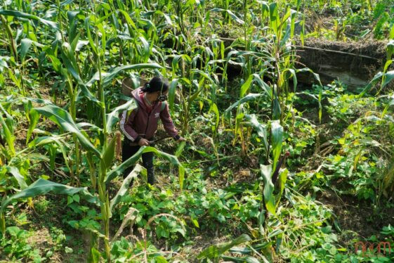 Giống thuần chủng bản địa: Kế thừa giá trị, kiến tạo nông nghiệp bền vững.