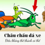Hình ảnh minh họa châu chấu đang đá vào bánh xe, thể hiện sự đối đầu không cân sức nhưng mang lại kết quả bất ngờ.