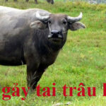 Hình ảnh minh họa thành ngữ đàn gảy tai trâu, với một người đang chơi đàn cho một con trâu, thể hiện sự vô ích của hành động.