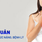 Hình ảnh minh họa vị trí thực quản trong cơ thể, kết nối họng và dạ dày, là một phần của hệ tiêu hóa.