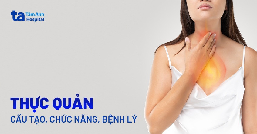 Hình ảnh minh họa vị trí thực quản trong cơ thể, kết nối họng và dạ dày, là một phần của hệ tiêu hóa.