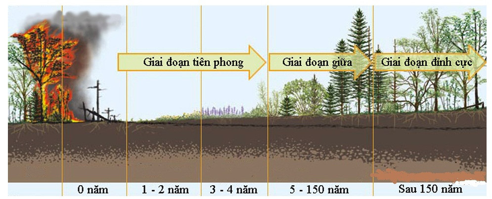 Khái niệm diễn thế sinh thái trong hệ sinh thái tự nhiên