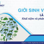 Minh họa hệ thống phân loại sinh học từ giới đến loài, nhấn mạnh sự đa dạng và mối quan hệ giữa các cấp bậc