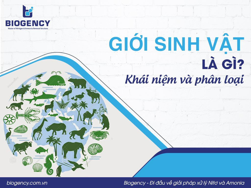 Minh họa hệ thống phân loại sinh học từ giới đến loài, nhấn mạnh sự đa dạng và mối quan hệ giữa các cấp bậc