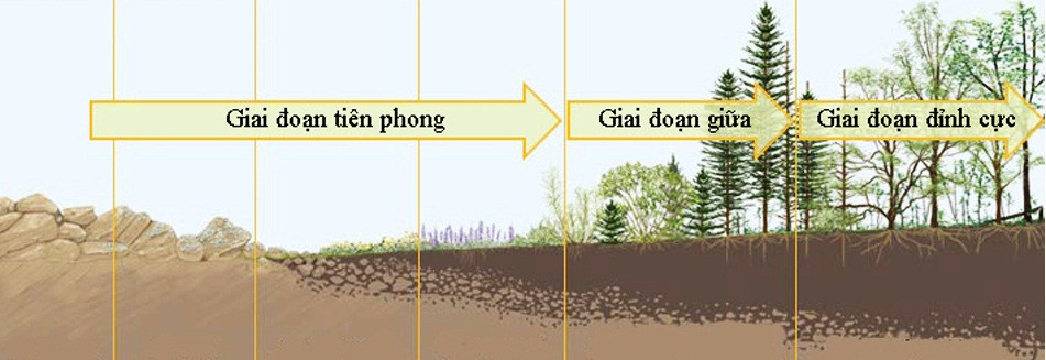 Minh họa quá trình diễn thế nguyên sinh trên đá trần