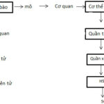 Mô hình các cấp độ tổ chức của thế giới sống từ tế bào đến sinh quyển.