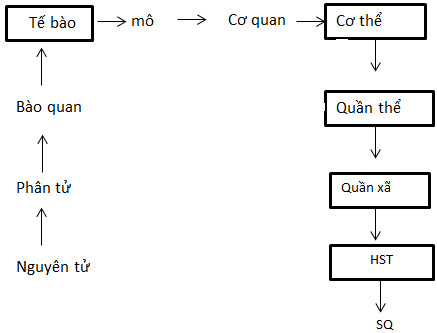 Mô hình các cấp độ tổ chức của thế giới sống từ tế bào đến sinh quyển.