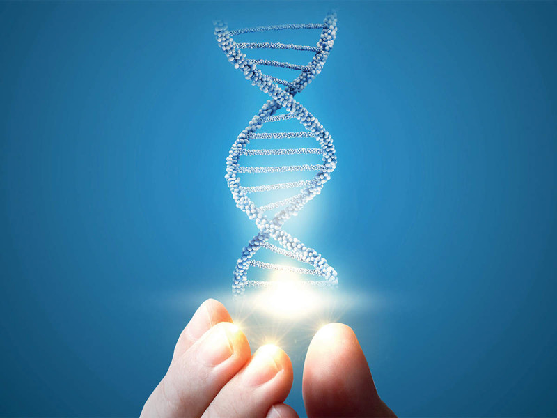 Mô hình DNA xoắn kép minh họa cấu trúc gen di truyền