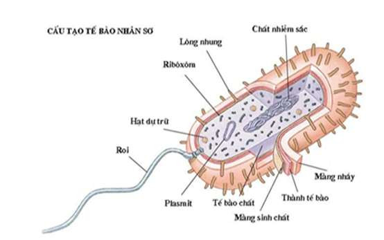 Mô hình tế bào nhân sơ với cấu trúc đơn giản