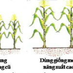 Năng suất lúa tăng nhờ sử dụng giống mới chất lượng cao