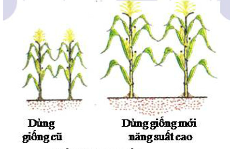 Năng suất lúa tăng nhờ sử dụng giống mới chất lượng cao
