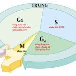 Nhân đôi ADN trong pha S của chu kỳ tế bào, chuẩn bị cho quá trình phân chia tế bào tiếp theo.