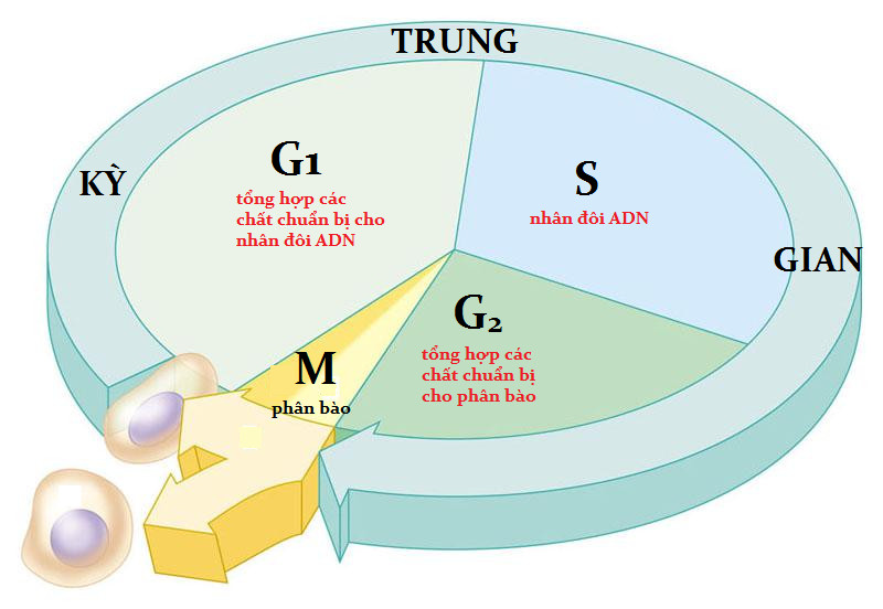 Nhân đôi ADN trong pha S của chu kỳ tế bào, chuẩn bị cho quá trình phân chia tế bào tiếp theo.