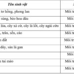 Phiến lá cây bàng có màu xanh nhạt, thích nghi với môi trường ánh sáng mạnh
