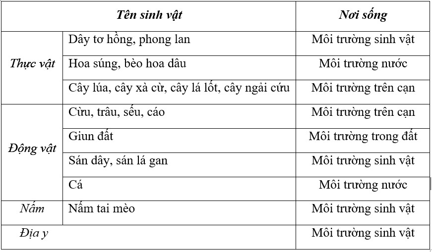 Phiến lá cây bàng có màu xanh nhạt, thích nghi với môi trường ánh sáng mạnh