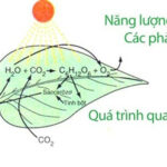 Quá trình quang hợp là một ví dụ điển hình về phản ứng oxi hóa khử trong tự nhiên, cây xanh hấp thụ CO2 và giải phóng O2.