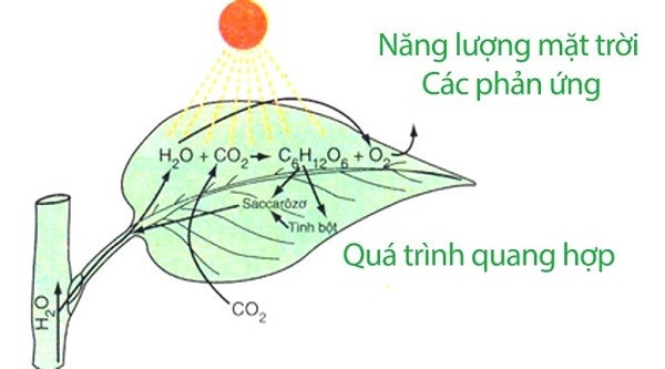 Quá trình quang hợp là một ví dụ điển hình về phản ứng oxi hóa khử trong tự nhiên, cây xanh hấp thụ CO2 và giải phóng O2.