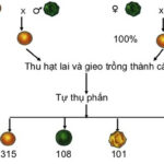 Sơ đồ lai minh họa quy luật phân li độc lập của Mendel, với các kiểu hình hạt vàng trơn, vàng nhăn, xanh trơn và xanh nhăn.