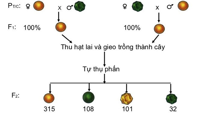 Sơ đồ lai minh họa quy luật phân li độc lập của Mendel, với các kiểu hình hạt vàng trơn, vàng nhăn, xanh trơn và xanh nhăn.