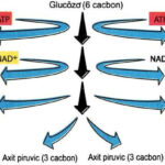 Sơ đồ tóm tắt quá trình đường phân tạo ra năng lượng ATP và pyruvate