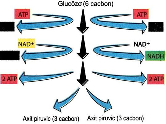 Sơ đồ tóm tắt quá trình đường phân tạo ra năng lượng ATP và pyruvate