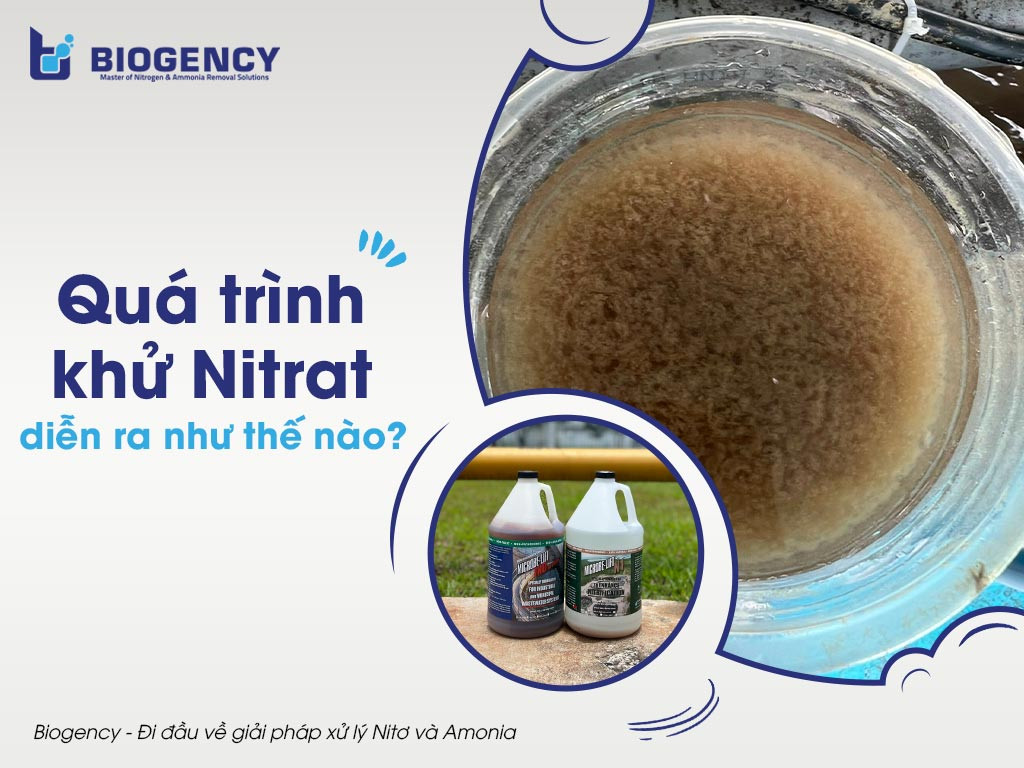 Sơ đồ tổng quan quá trình khử nitrat biến đổi nitrat thành khí nitơ tự do trong xử lý nước thải
