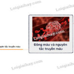 Sơ đồ truyền máu tương thích giữa các nhóm máu A, B, O, AB