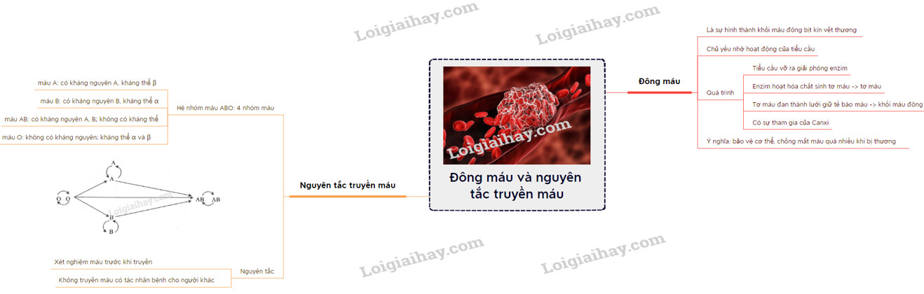 Sơ đồ truyền máu tương thích giữa các nhóm máu A, B, O, AB