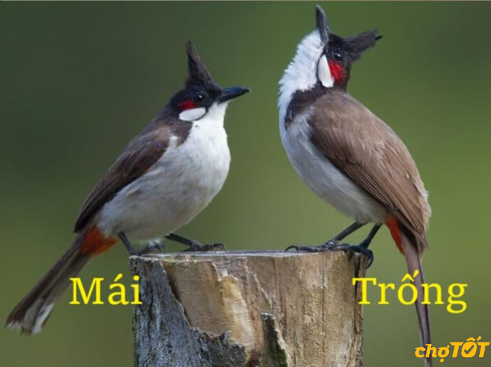 So sánh chim chào mào trống và mái
