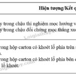 Thí nghiệm chứng minh tính hướng nước của cây: chậu đối chứng (trái) rễ mọc đều, chậu thí nghiệm (phải) rễ tập trung về phía nguồn nước