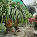 Thuyền lan Trần Mộng Sapa xanh ngọc bích, giá 120 triệu đồng, món quà xa xỉ cho đại gia Đại Lải