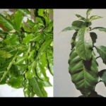 Triệu chứng thiếu Bo trên cây cà phê